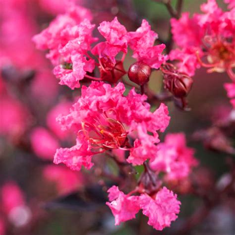 Twilight Magic Crape Myrtle: A Symbol of Hope and Resilience